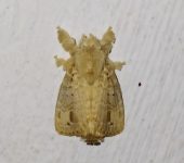 Nesara sp. 1 (Lepidoptera, Lasiocampidae) - Bioexploradores