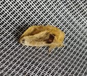 Polilla parchada / Tolype sp. (Lepidoptera, Lasiocampidae) - Bio