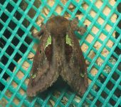Euclea sp. 1 (Lepidoptera, Limacodidae) - Bioexploradores