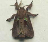 Euclea sp. 2 (Lepidoptera, Limacodidae) - Bioexploradores