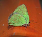 Cyanophrys sp. Mariposa sedosa verde / Cyanophrys sp. (Lepidoptera, Lycaenidae)