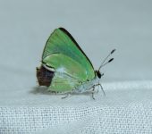 Erora sp. Erora sp. (Lepidoptera, Lycaenidae) - Bioexploradores