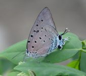 Pseudolycaena sp. Pseudolycaena sp. (Lepidoptera, Lycaenidae) - Bioexploradores