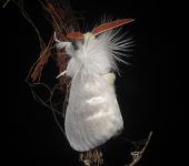 Aithorape sp. (Lepidoptera, Megalopygidae) - Bioexploradores