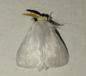 Norape sp. 1 (Lepidoptera, Megalopygidae) - Bioexploradores