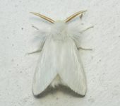 Norape sp. 2 (Lepidoptera, Megalopygidae) - Bioexploradores