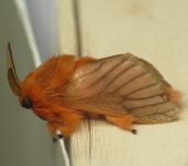 Thoscora sp. (Lepidoptera, Megalopygidae) - Bioexploradores