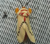 Trosia sp. 2 (Lepidoptera, Megalopygidae) - Bioexploradores