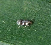 Stigmella sp. (Lepidoptera, Nepticulidae) - Bioexploradores