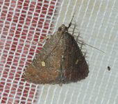Amyna sp. (Lepidoptera, Noctuidae) - Bioexploradores