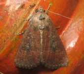 Condica sp. 1 (Lepidoptera, Noctuidae) - Bioexploradores