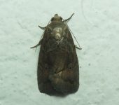 Elaphria sp. 1 (Lepidoptera, Noctuidae) - Bioexploradores