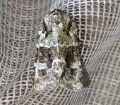 Lacinipolia sp. (Lepidoptera, Noctuidae) - Bioexploradores