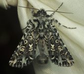 Dargida sp. (Lepidoptera, Noctuidae) - Bioexploradores