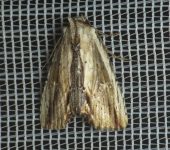 Antachara sp. (Lepidoptera, Noctuidae) - Bioexploradores