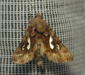Polilla b.ho de manchas blancas / Megalographa sp. 1 (Lepidopter