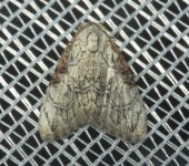 Meganola sp. 2 (Lepidoptera, Nolidae) - Bioexploradores