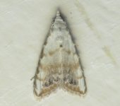 Nola sp. (Lepidoptera, Nolidae) - Bioexploradores