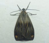 Polypoetes sp. (Lepidoptera, Notodontidae) - Bioexploradores