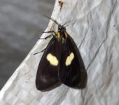 Xenorma sp. (Lepidoptera, Notodontidae) - Bioexploradores