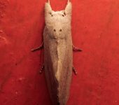 Hemiceras sp. 2 (Lepidoptera, Notodontidae) - Bioexploradores