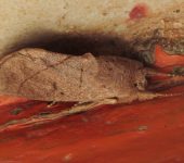 Hemiceras sp. 4 (Lepidoptera, Notodontidae) - Bioexploradores