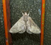 Hemiceras sp. 6 (Lepidoptera, Notodontidae) - Bioexploradores