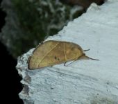 Hemiceras sp. 7 (Lepidoptera, Notodontidae) - Bioexploradores