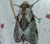 Malocampa sp. 1 (Lepidoptera, Notodontidae) - Bioexploradores