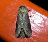 Malocampa sp. 2 (Lepidoptera, Notodontidae) - Bioexploradores