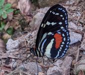 Elzunia sp. 1 Elzunia sp. 1 (Lepidoptera, Nymphalidae) - Bioexploradores