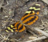 Mechanitis sp. 1 Mariposa alas de tigre / Mechanitis sp. 1 (Lepidoptera, Nymphali