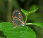 Oleria sp. Mariposa alas de cristal / Oleria sp. (Lepidoptera, Nymphalidae)
