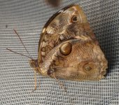 Opsiphanes sp. 1 Mariposa b.ho / Opsiphanes sp. 1 (Lepidoptera, Nymphalidae) - Bi