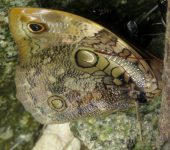Opsiphanes sp. 2 Mariposa b.ho / Opsiphanes sp. 2 (Lepidoptera, Nymphalidae) - Bi