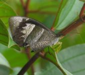 Corades sp. Corades sp. (Lepidoptera, Nymphalidae) - Bioexploradores