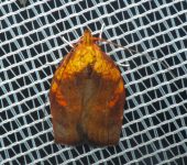 Gonionota sp. 1 (Lepidoptera, Oecophoridae) - Bioexploradores
