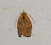 Gonionota sp. 2 (Lepidoptera, Oecophoridae) - Bioexploradores