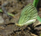 Enantia sp. Mariposa mim.tica / Enantia sp. (Lepidoptera, Pieridae) - Bioexp