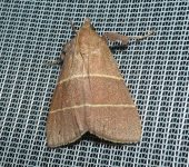 Caphys sp. Caphys sp. (Lepidoptera, Pyralidae) - Bioexploradores