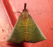 Ramphidium sp. 1 Ramphidium sp. 1 (Lepidoptera, Pyralidae) - Bioexploradores