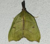 Ramphidium sp. 2 Ramphidium sp. 2 (Lepidoptera, Pyralidae) - Bioexploradores