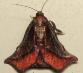 Tamyra sp. Tamyra sp. (Lepidoptera, Pyralidae) - Bioexploradores