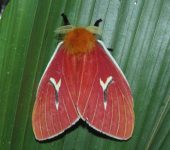 Cerodirphia sp. (Lepidoptera, Saturniidae) - Bioexploradores