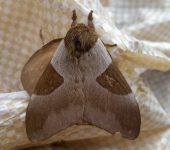 Dirphia sp. 1 (Lepidoptera, Saturniidae) - Bioexploradores