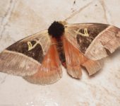 Dirphia sp. 2 (Lepidoptera, Saturniidae) - Bioexploradores