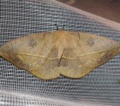 Periga sp. 1 (Lepidoptera, Saturniidae) - Bioexploradores
