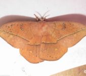 Periga sp. 2 (Lepidoptera, Saturniidae) - Bioexploradores