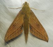 Polilla esfinge / Xylophanes sp. 2 (Lepidoptera, Sphingidae) - B