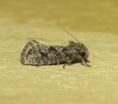 Acrolophus sp. 1 (Lepidoptera, Tineidae) - Bioexploradores